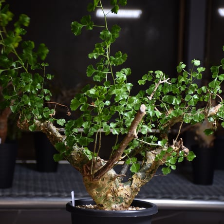 Commiphora campestris var. campestris コミフォラ カンペストリス 発根済現地株 B7
