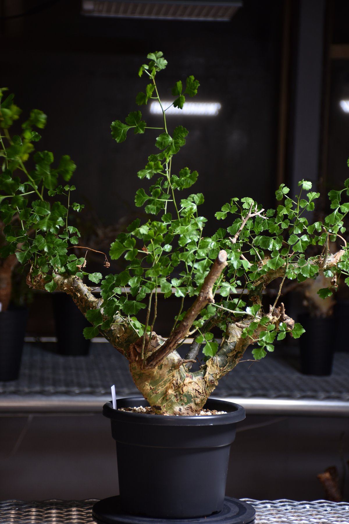 Commiphora campestris var. campestris コミフォラ カンペ