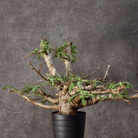 Boswellia neglecta　ボスウェリア ネグレクタ　発根済現地株　#11