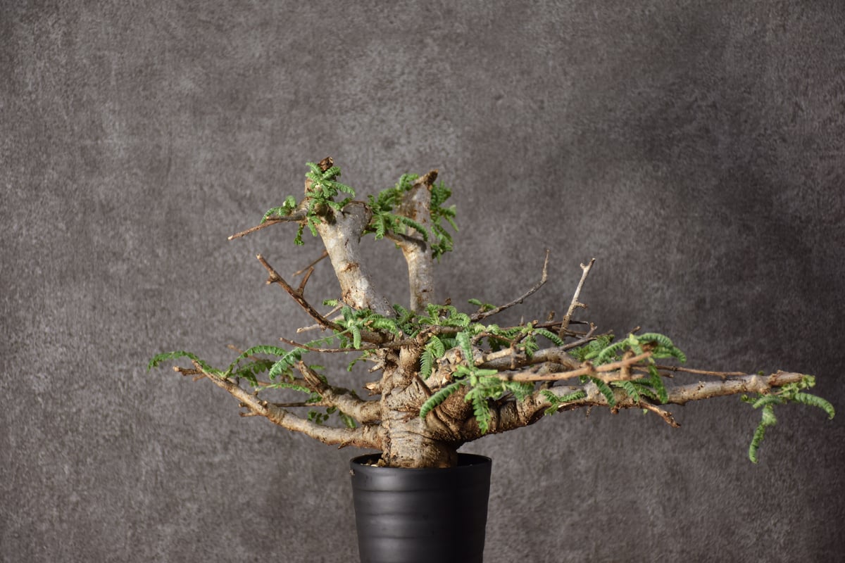 ボスウェリア ネグレクタ Boswellia neglecta ボスウェリア ネグレクタ Boswellia neglecta 小鉢セット n