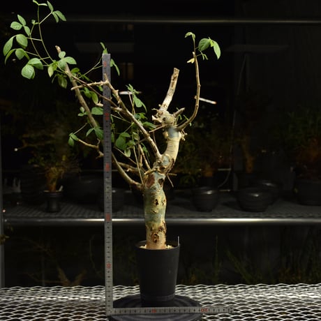 Commiphora holtziana コミフォラ ホルトジアナ 発根済現地株 H12