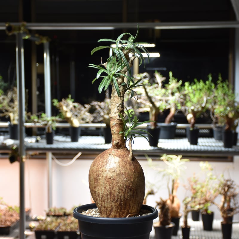 Adenium Somalense アデニウム ソマレンセ 発根済現地株 #2 | BONDEX