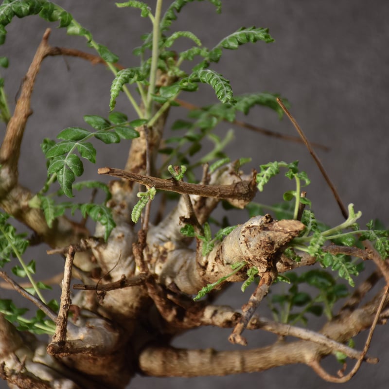 Boswellia neglecta ボスウェリア ネグレクタ 発根済現地株 #9