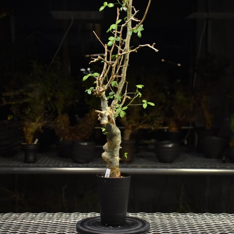 Commiphora holtziana コミフォラ ホルトジアナ 発根済現地株 H21
