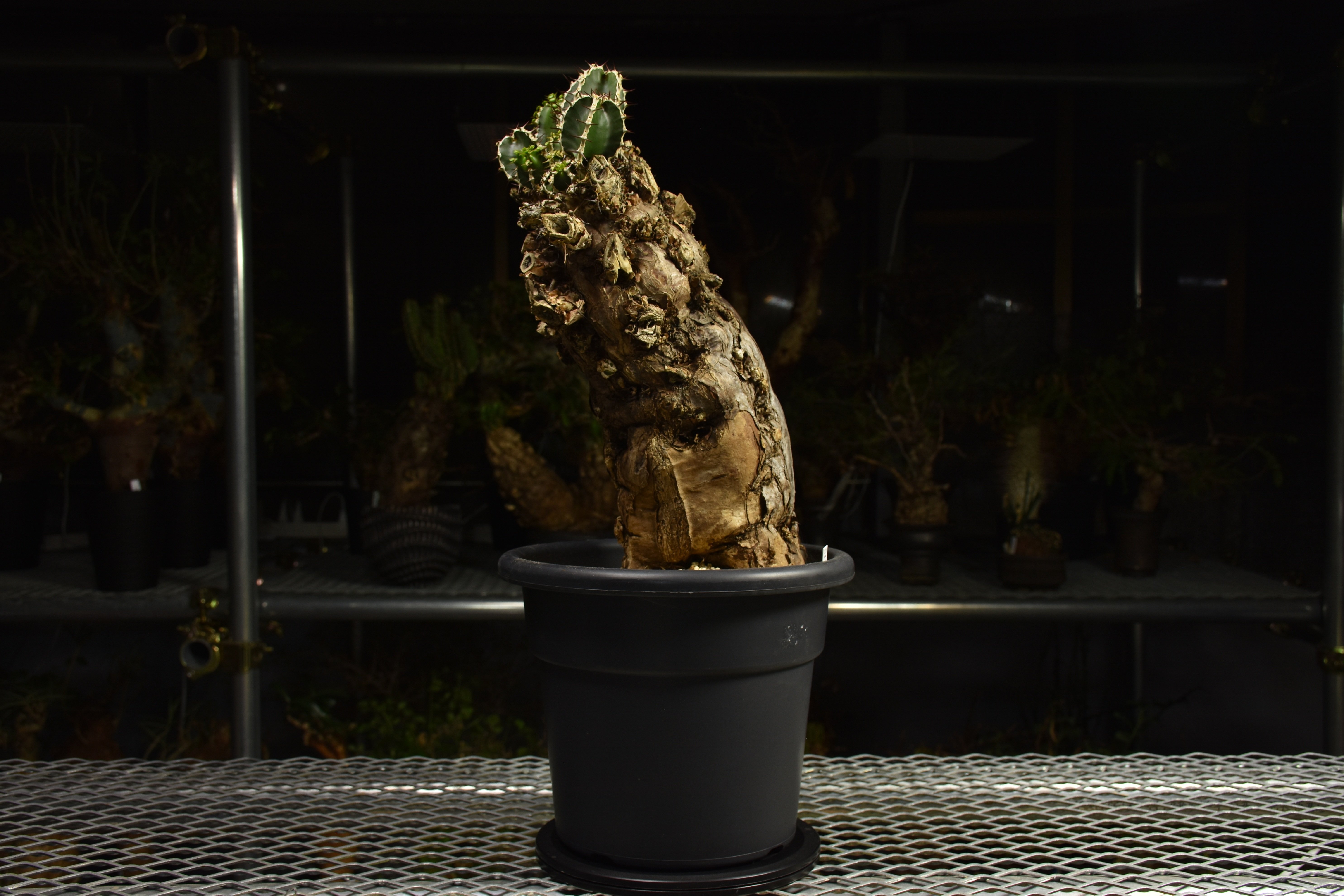 Euphorbia mlanjeana ユーフォルビア ムランジーナ 発根済現地株 I84 |