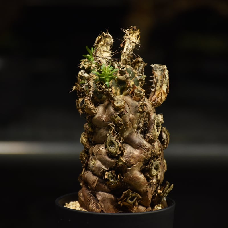 Euphorbia mlanjeana ユーフォルビア ムランジーナ 発根済現地株 I41 | Euphorbia mlanjeana ユーフォルビア ムランジーナ 発根済現地株 I41 |
