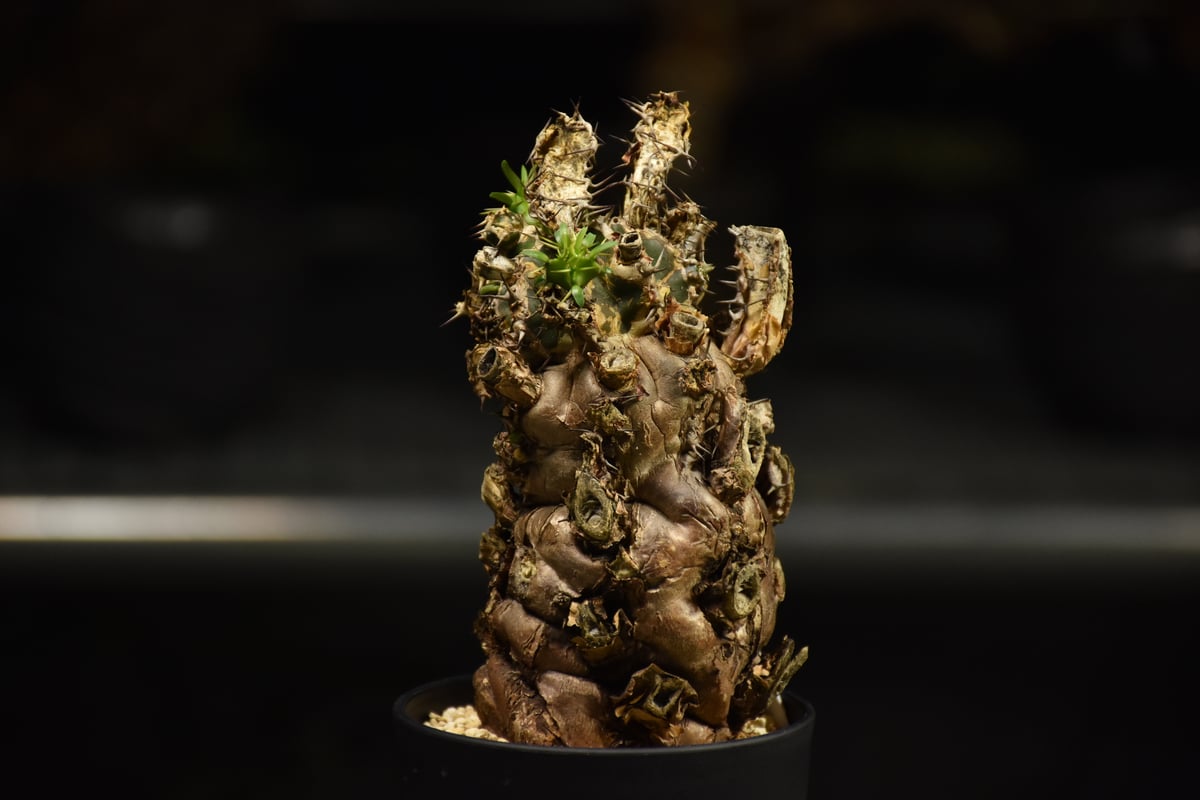 Euphorbia mlanjeana ユーフォルビア ムランジーナ 発根済現地株 I41 |