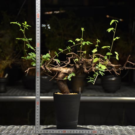 Commiphora Boranensis　コミフォラ ボラネンシス　発根済現地株 F25