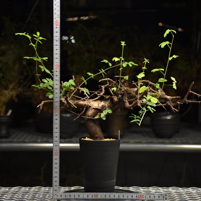 Commiphora Boranensis コミフォラ ボラネンシス 発根済現地株 F25 |