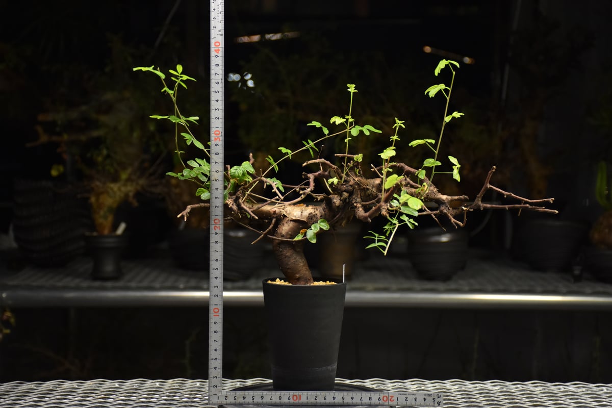 Commiphora Boranensis コミフォラ ボラネンシス 発根済現地株 F25 |