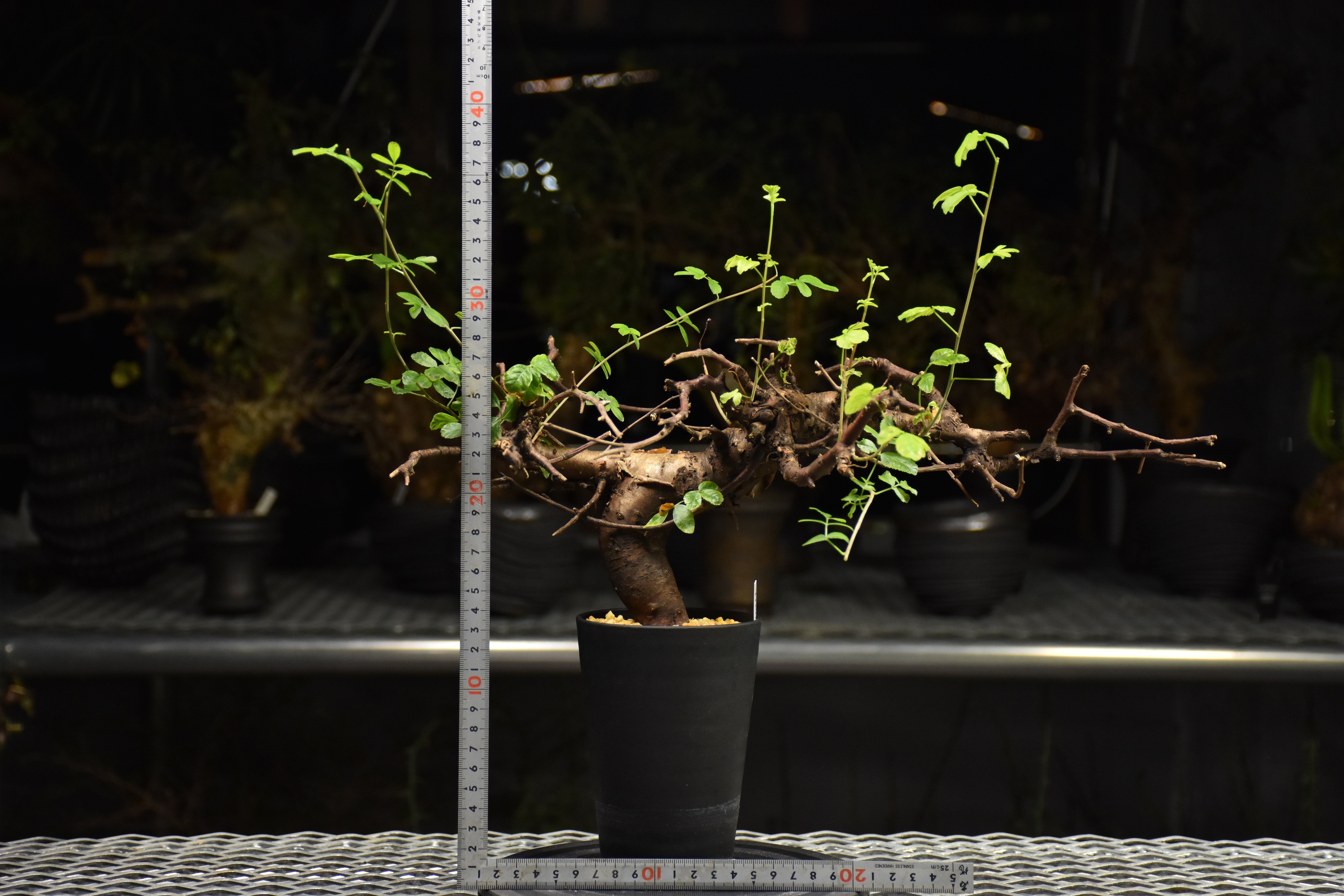 Commiphora Boranensis コミフォラ ボラネンシス 発根済現地株 F25 |