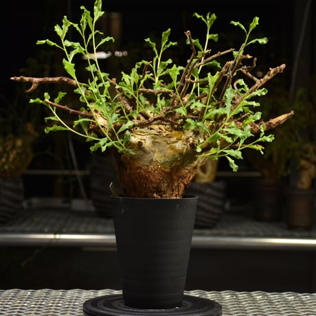 種子4粒 コミフォラプラニフロンス Commipha planifrons Amazon