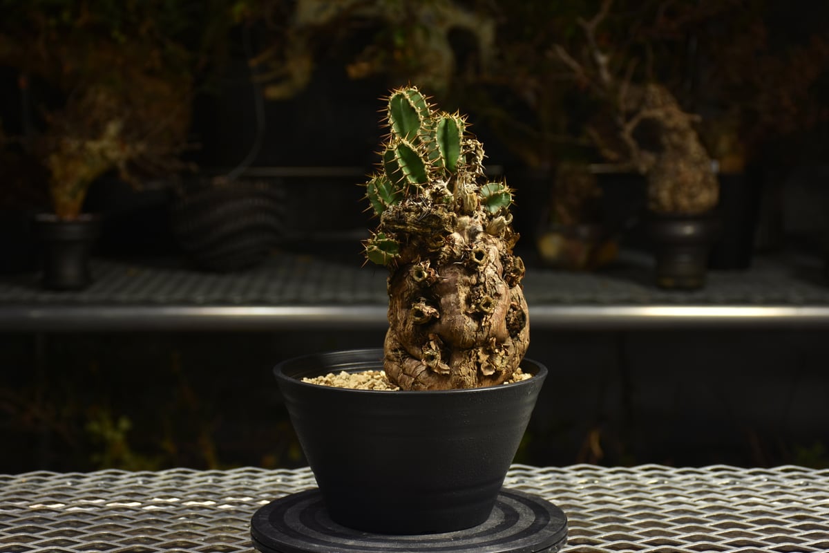 Euphorbia mlanjeana ユーフォルビア ムランジーナ 発根済現地株 I46 |