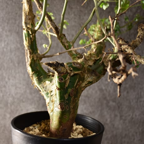 Commiphora campestris var. campestris コミフォラ カンペストリス 発根済現地株 #2