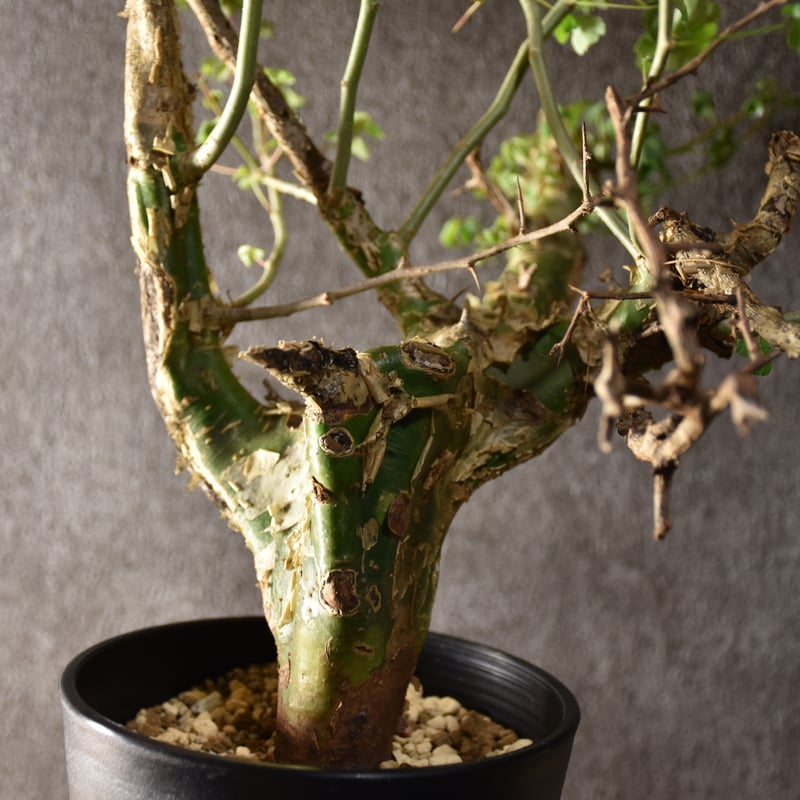 Commiphora campestris var. campestris コミフォラ カンペ