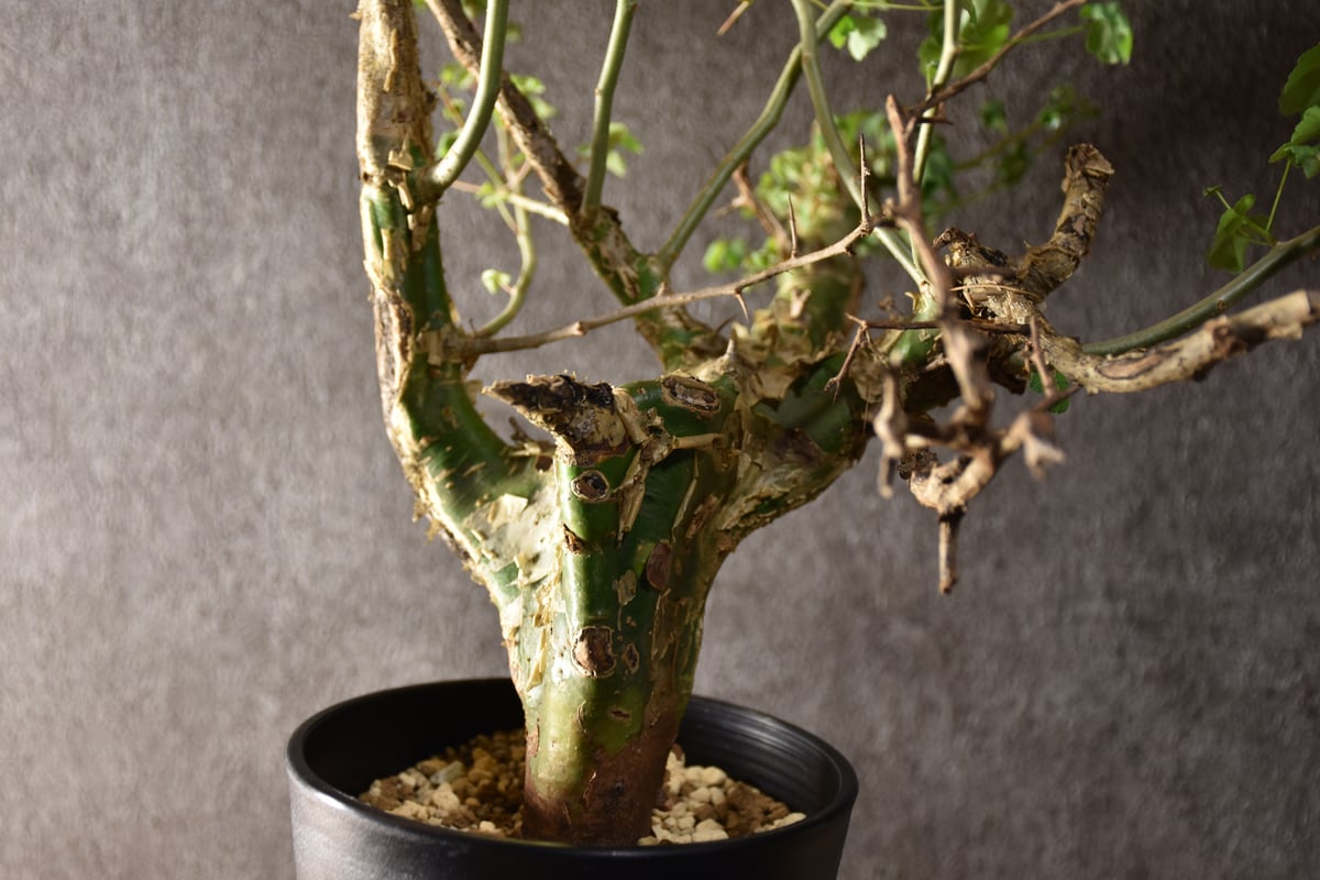 Commiphora campestris var. campestris コミフォラ カンペ