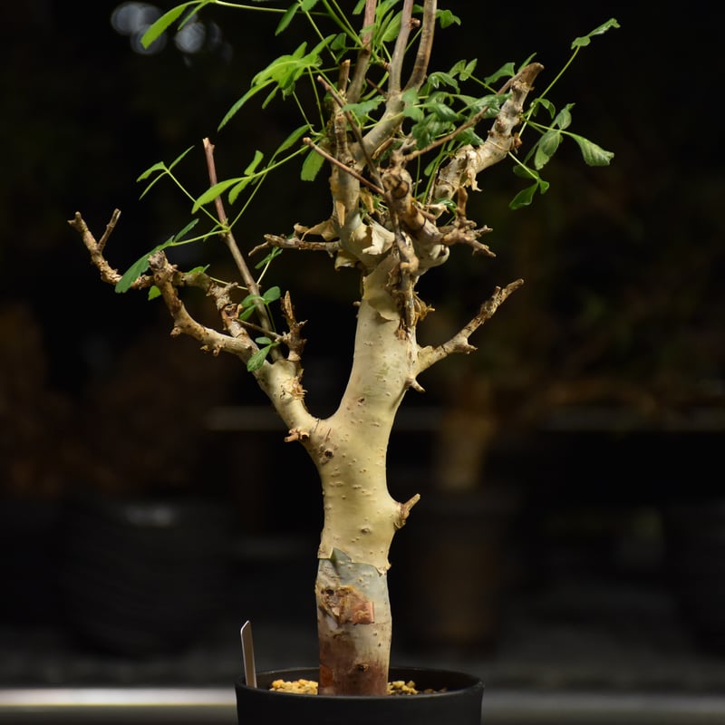 Commiphora holtziana コミフォラ ホルトジアナ 発根済現地株 H27 |