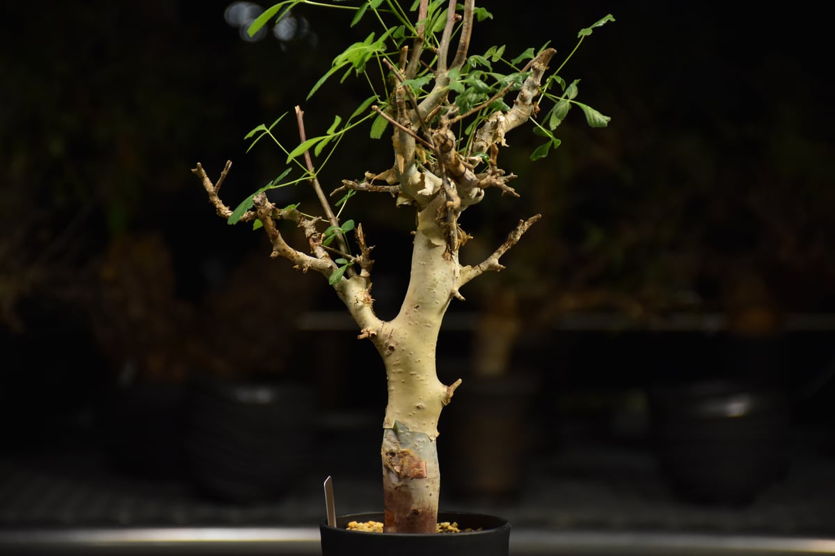 Commiphora holtziana コミフォラ ホルトジアナ 発根済現地株 H27 |