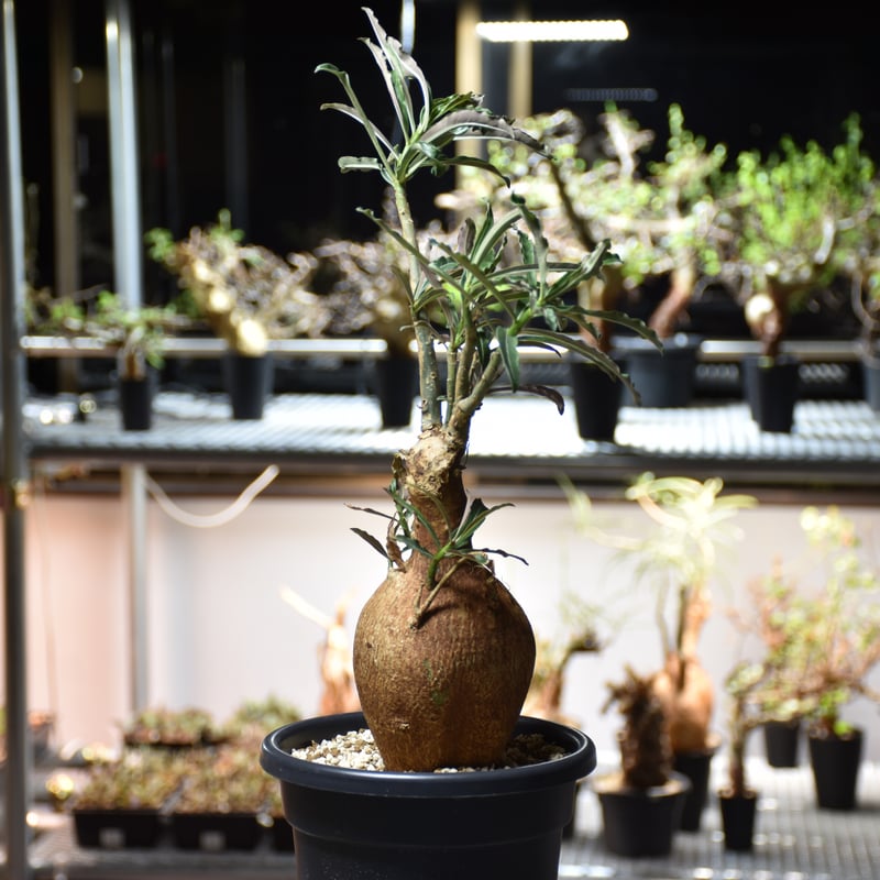 Adenium Somalense アデニウム ソマレンセ 発根済現地株 #3 | BONDEX