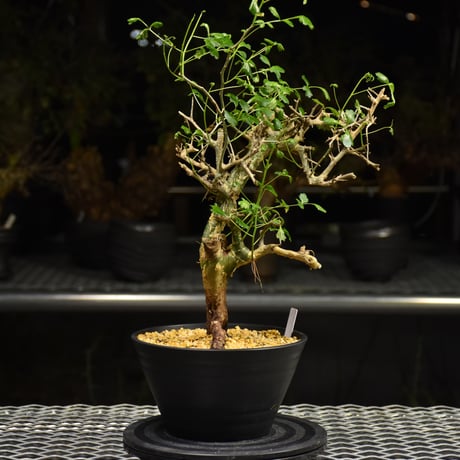 Commiphora campestris コミフォラ カンペストリス 発根済現地株 H3