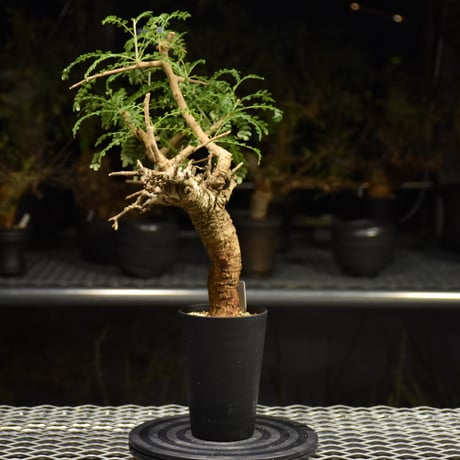 Boswellia neglecta　ボスウェリア ネグレクタ　発根済現地株　H17