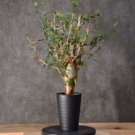 Commiphora habessinica コミフォラ ハベシニカ 発根済現地株 #5