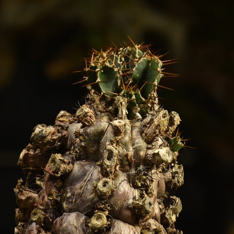Euphorbia mlanjeana　ユーフォルビア ムランジーナ 発根済現地株 I49