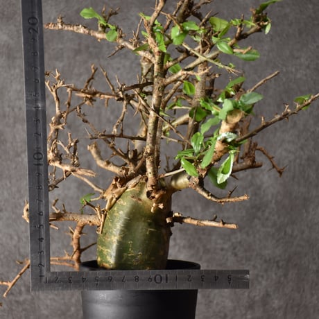Commiphora habessinica  コミフォラ ハベシニカ 発根済現地株 #1
