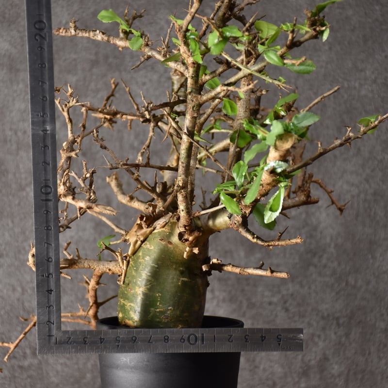 Commiphora habessinica コミフォラ ハベシニカ 発根済現地株 #1 |...