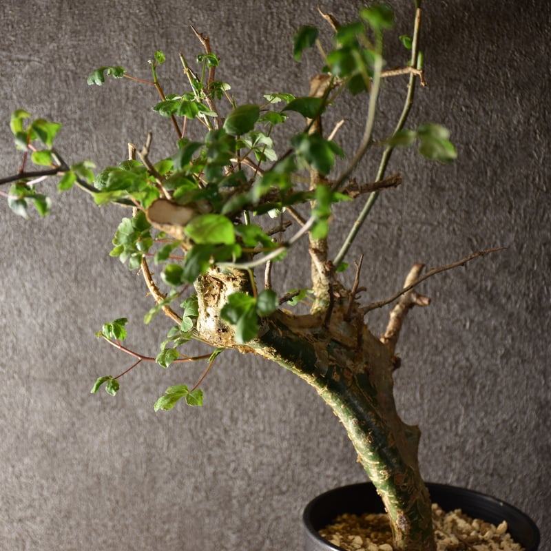 Commiphora campestris var. campestris コミフォラ カンペ