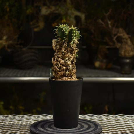 Euphorbia mlanjeana　ユーフォルビア ムランジーナ 発根済現地株 I41