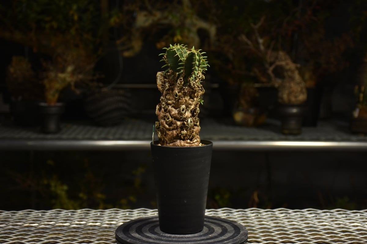 Euphorbia mlanjeana ユーフォルビア ムランジーナ 発根済現地株 I41 |