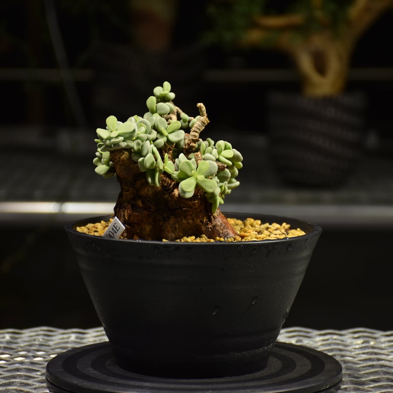 Ceraria pygmaea ケラリア ピグマエア 発根済現地株 E1 | BONDEX