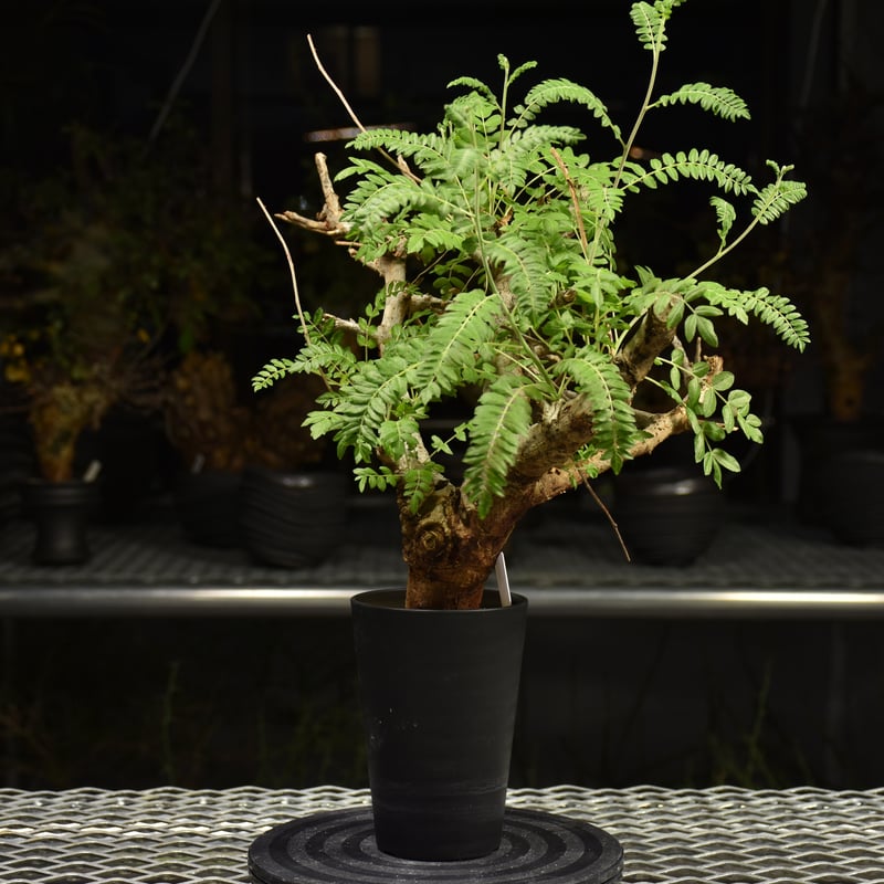 Boswellia neglecta ボスウェリア ネグレクタ 発根済現地株 H11 | BO