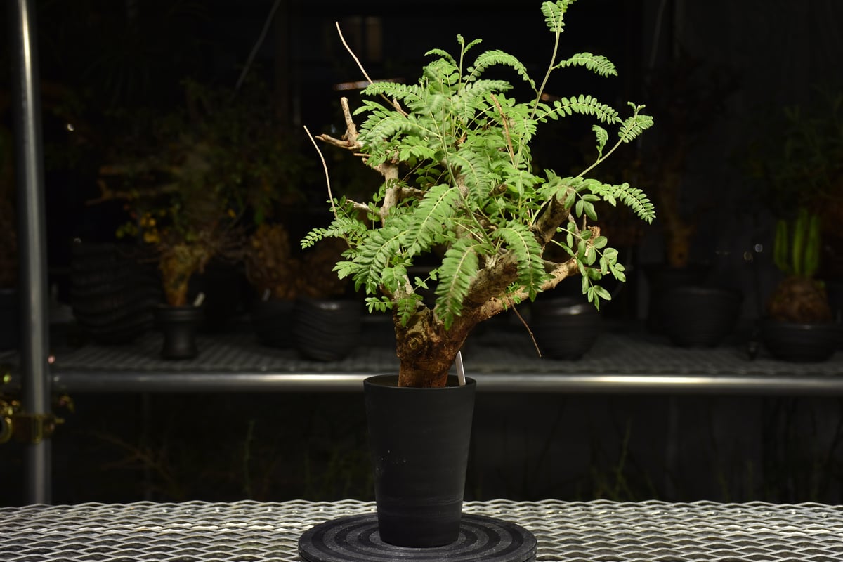 KP104 オペルクリカリア パキプス コーデックス ベアルート株　枝カット済み KP104 オペルクリカリア パキプス コーデックス ベアルート株 枝カット