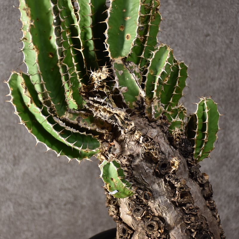 Euphorbia mlanjeana ユーフォルビア ムランジーナ 発根済現地株 Euphorbia mlanjeana ユーフォルビア ムランジーナ 発根済現地株