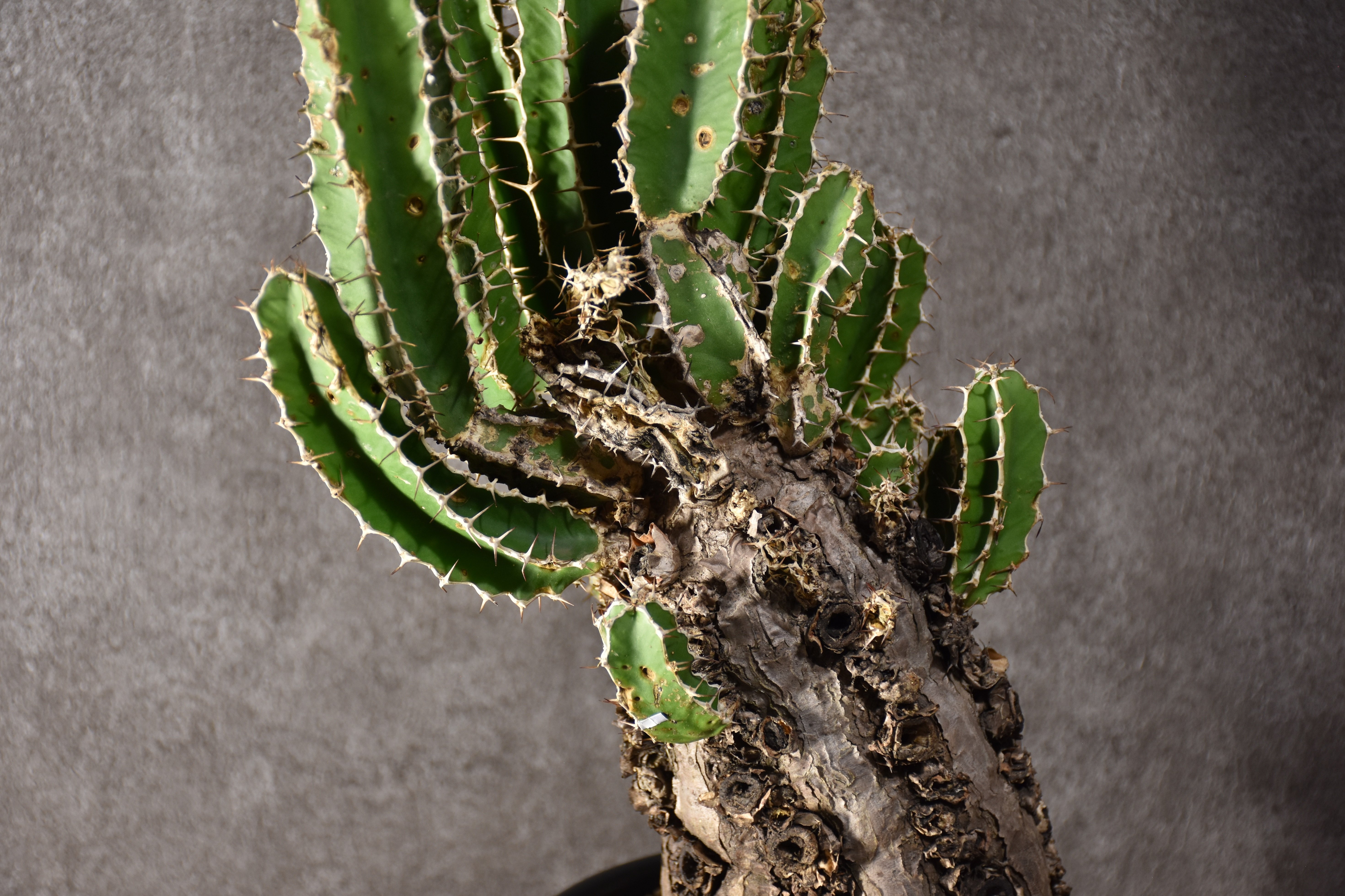 Euphorbia mlanjeana ユーフォルビア ムランジーナ 発根済現地株 #8 |