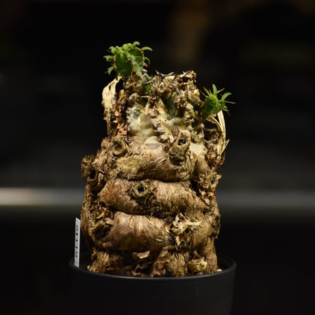 Euphorbia mlanjeana　ユーフォルビア ムランジーナ 発根済現地株 I36