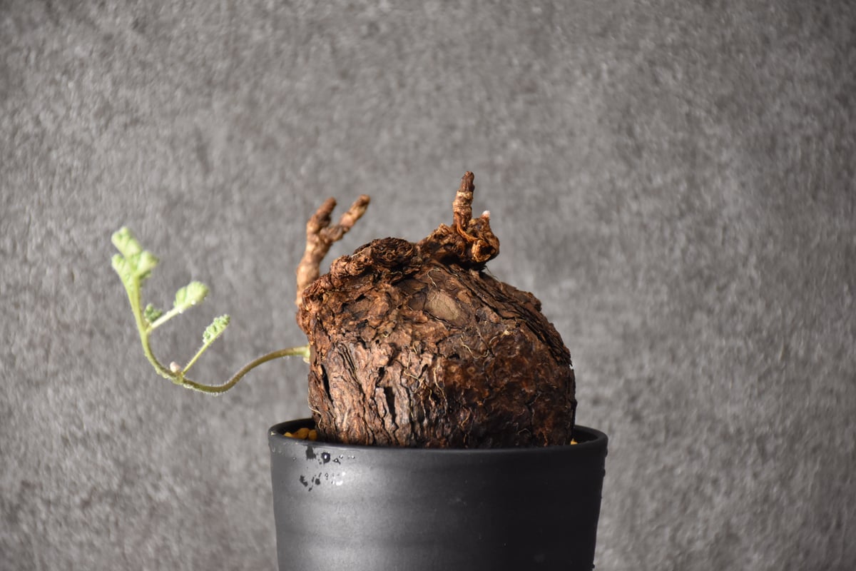 ペラルゴニウム　トリステ　発根済み ペラルゴニウム トリステ 【発根済】B | RAFLUM / ラフラム｜東京