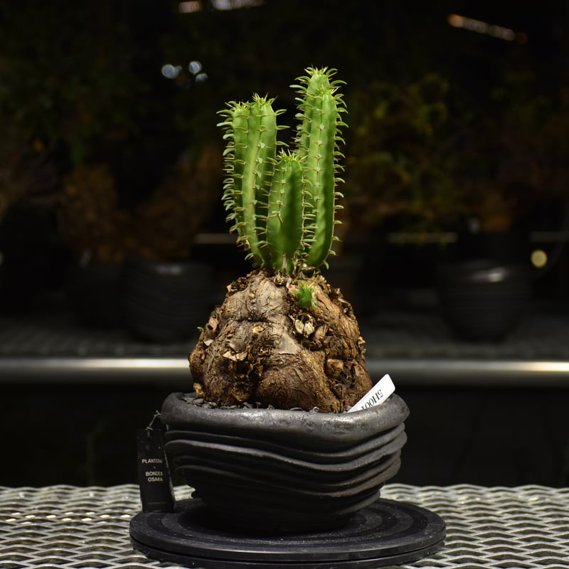 ユーフォルビア ムランジーナ 【チャレンジ株】 Euphorbia mlanjeana ユーフォルビア ムランジーナ 発根済現地株