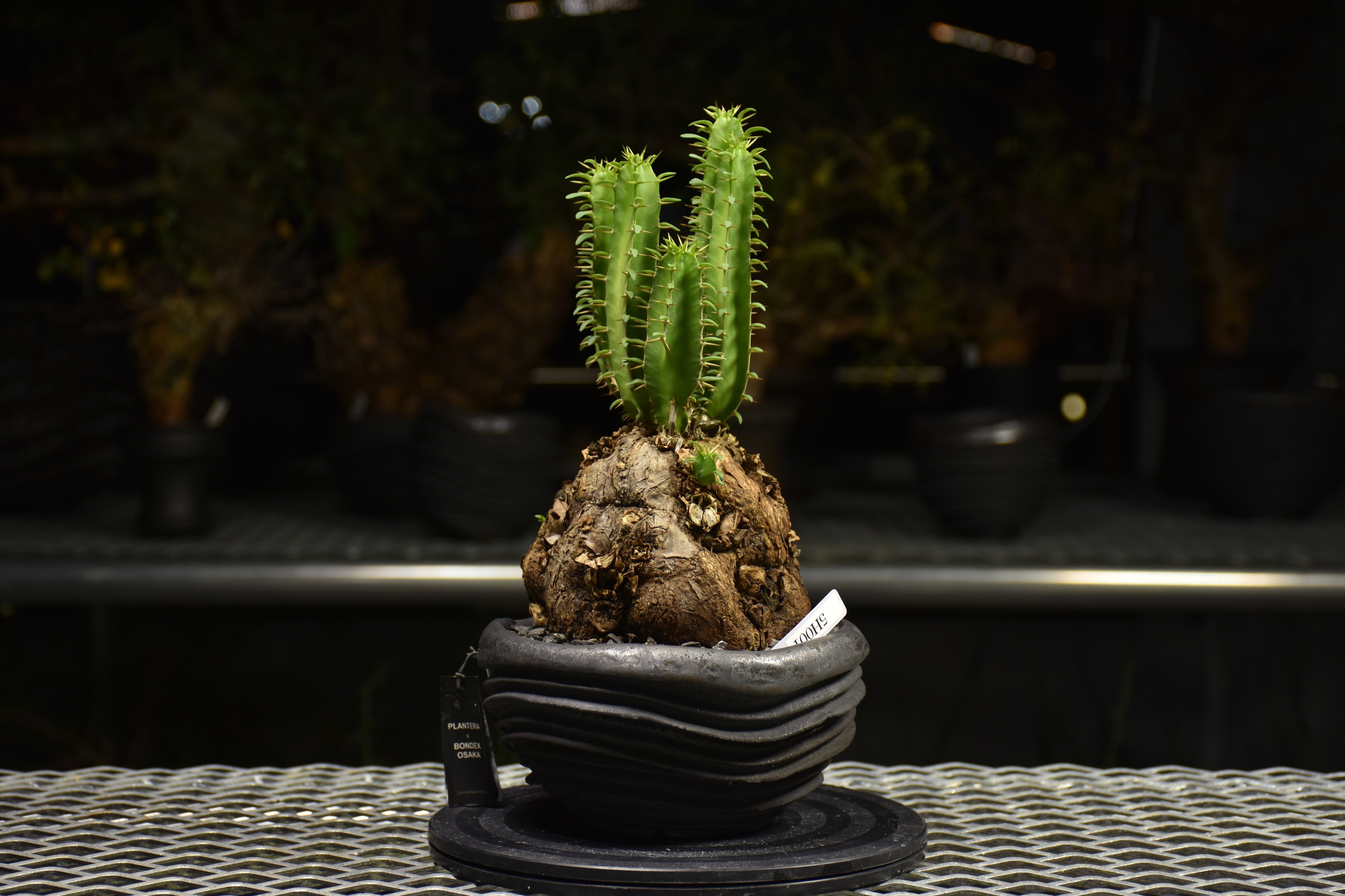 Euphorbia mlanjeana ユーフォルビア ムランジーナ 発根済現地株 H7 |