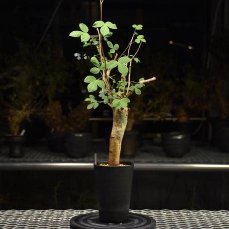 Commiphora holtziana コミフォラ ホルトジアナ 発根済現地株 H22