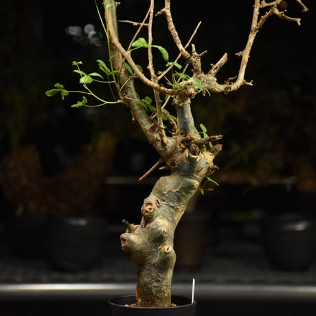 Commiphora holtziana コミフォラ ホルトジアナ 発根済現地株 H21