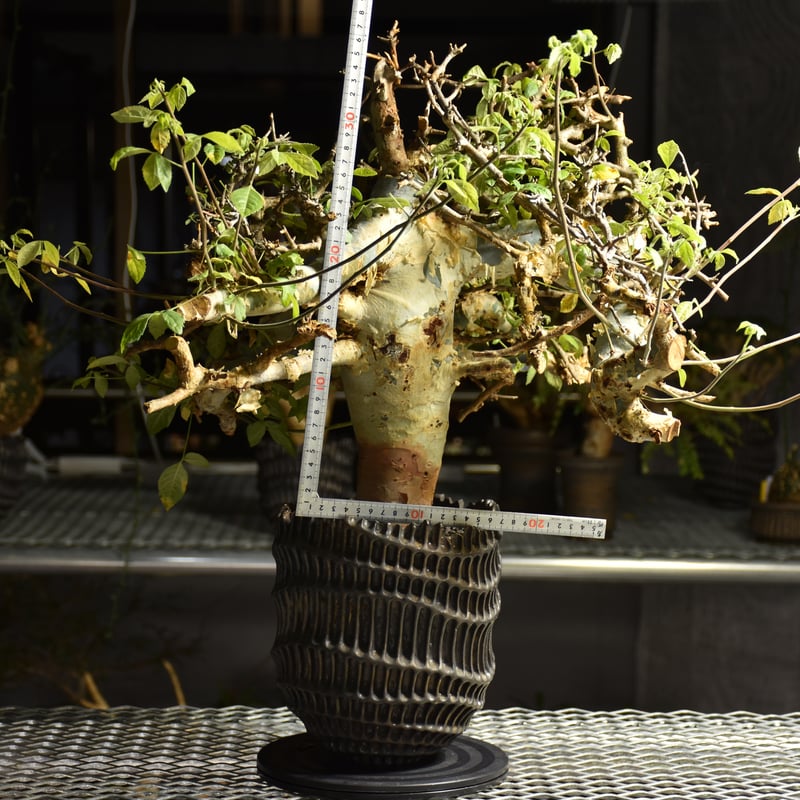 コミュフォラ サクシコラ みやび鉢 現地球 発根済み コミフォラ サクシコラ | 植物でワクワクを｜BOTANICAL BOX