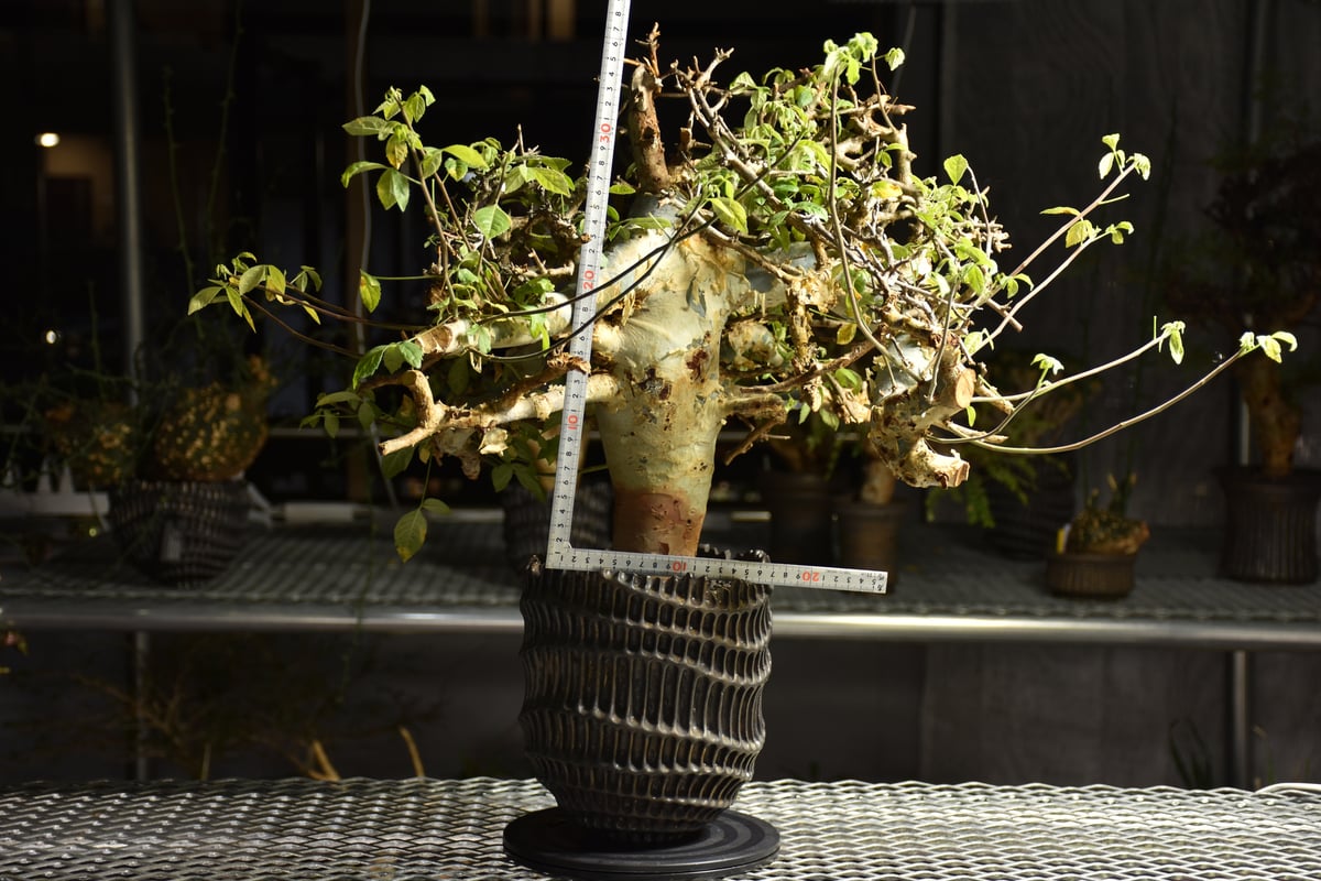 コミフォラホルトジアナ　現地株 Commiphora holtziana コミフォラ ホルトジアナ 発根済現地株 B4