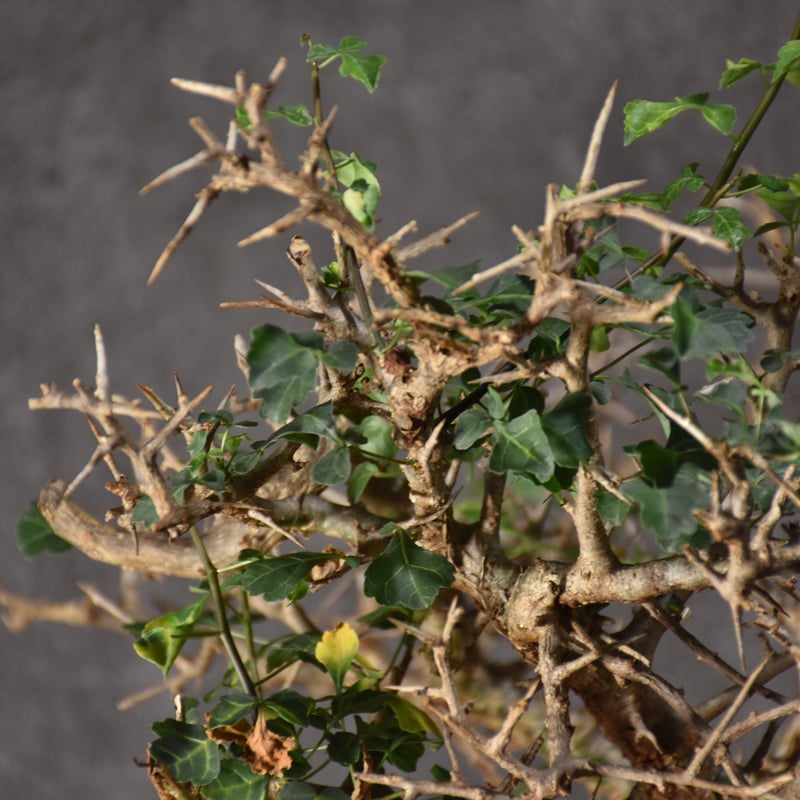 V*E様 特大 コミフォラ カンペストリス Commiphora Campest fit=scale-down,w=1200