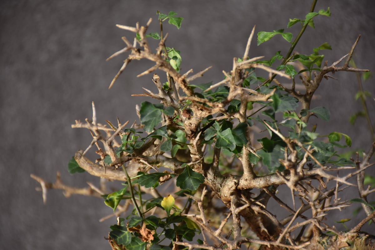 Commiphora campestris var. campestris コミフォラ カンペ