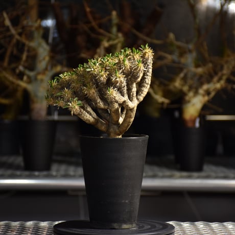 Euphorbia guillauminiana　ユーフォルビア ギラウミニアナ　発根済現地株 #5