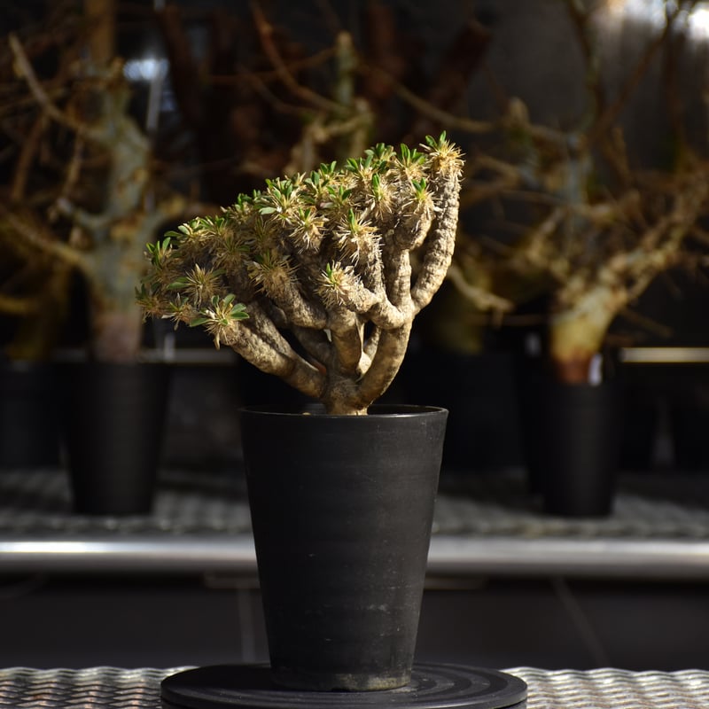 Euphorbia guillauminiana ユーフォルビア ギラウミニアナ 発根済現地株