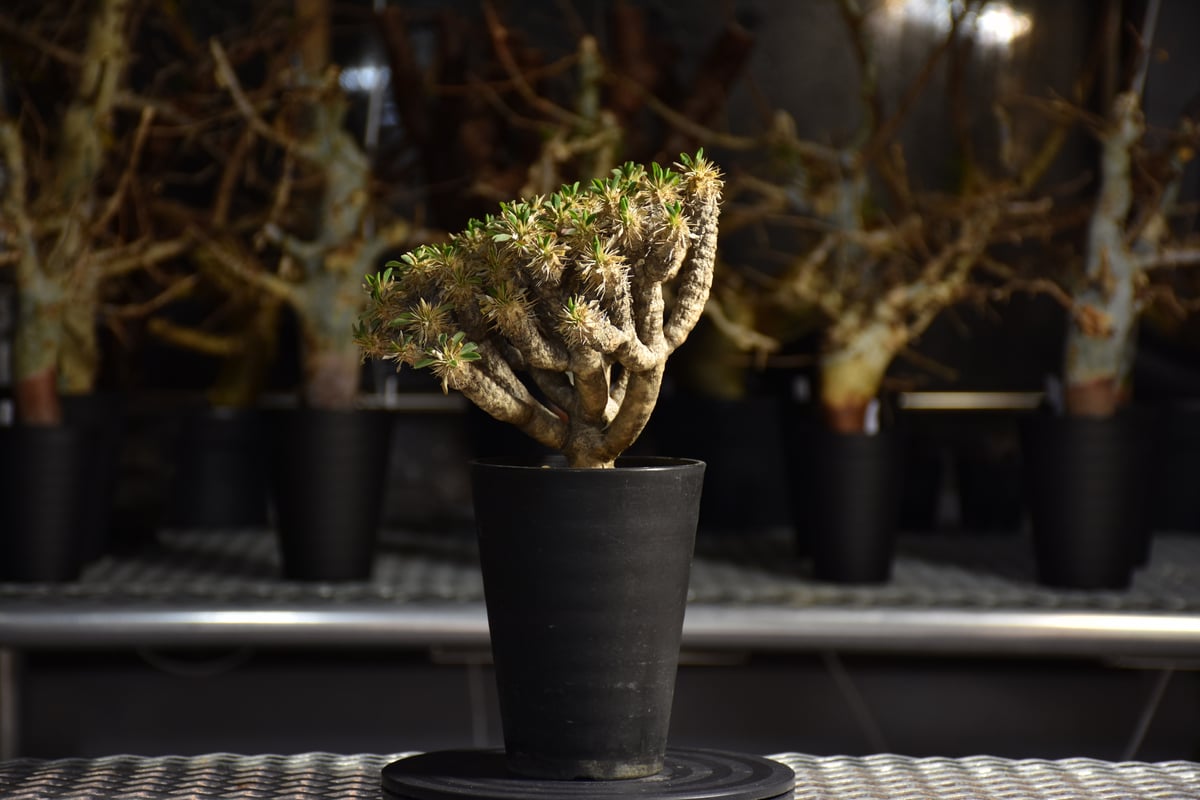 Euphorbia guillauminiana ユーフォルビア ギラウミニアナ 発根済現地株
